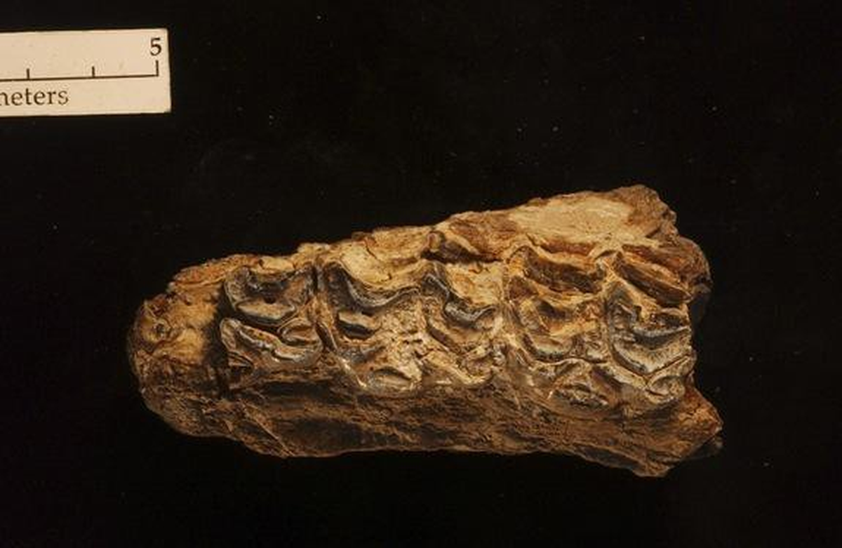 4.4 Milyon Yıllık At Kemiği Bulundu