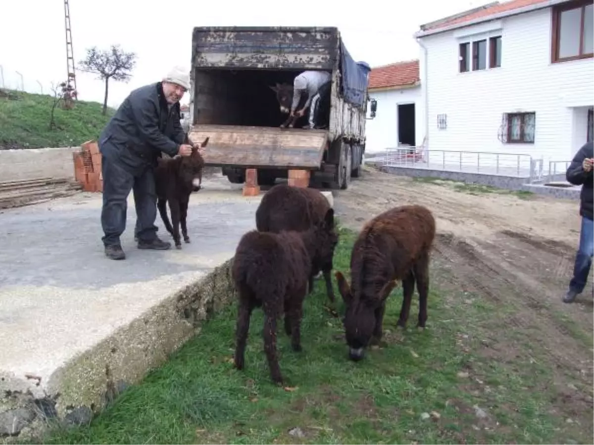 Buz Tutan Eşekler Şarköy\'e Getirildi