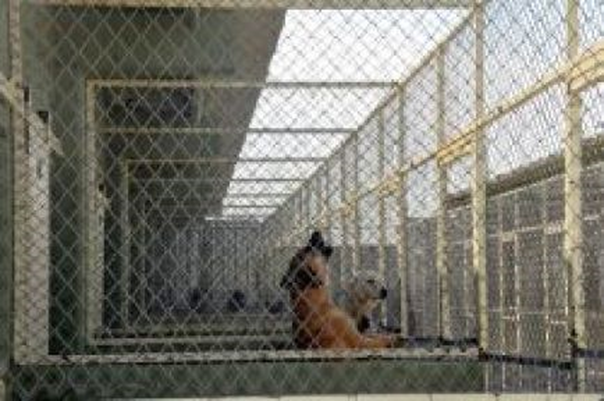 Emirdağ Sokak Köpekleri Barınağı, 2 Ocak\'ta Hizmete Açılacak
