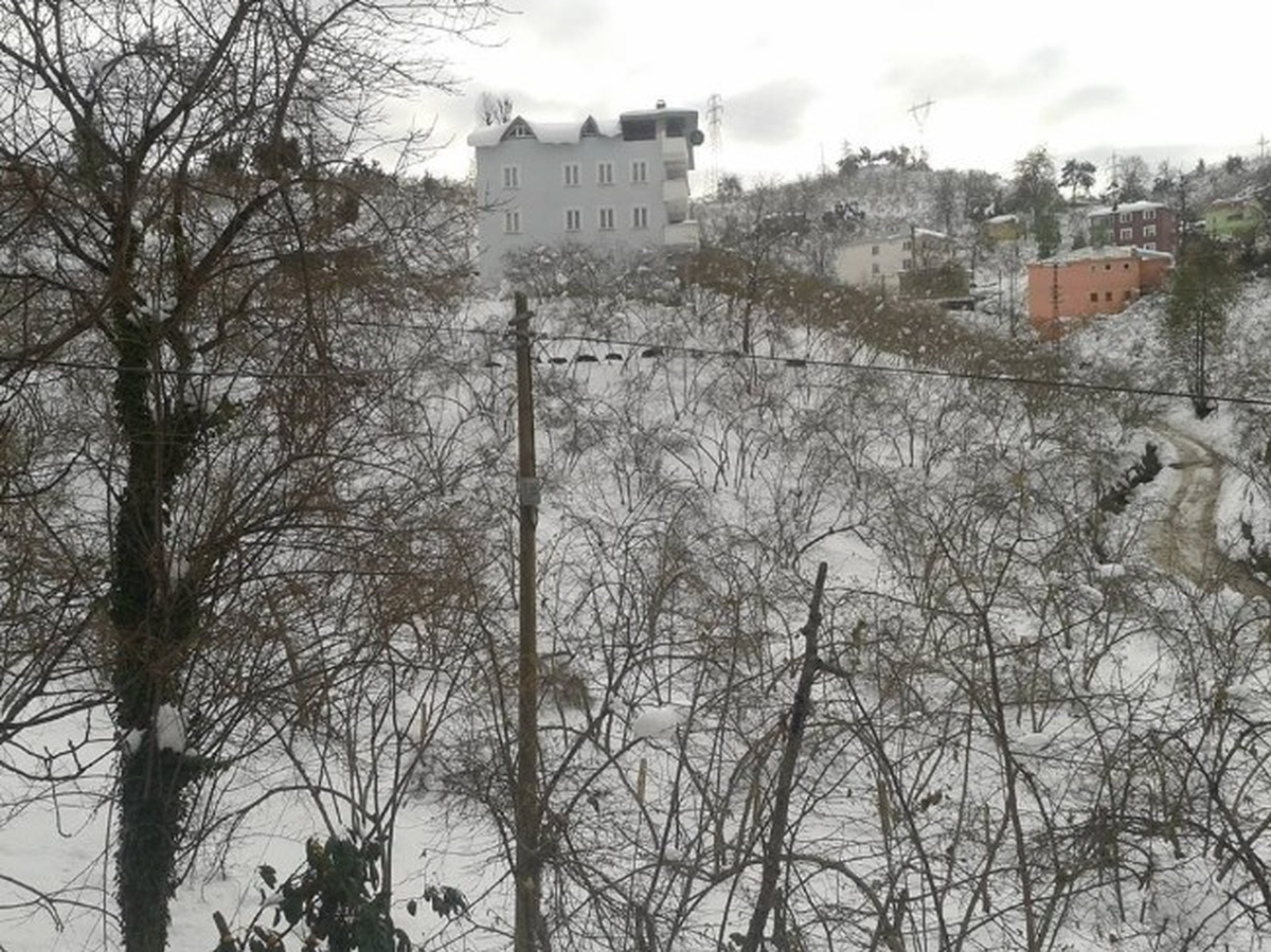 Giresun\'da Aç Kalan Domuzlar Şehre İndi