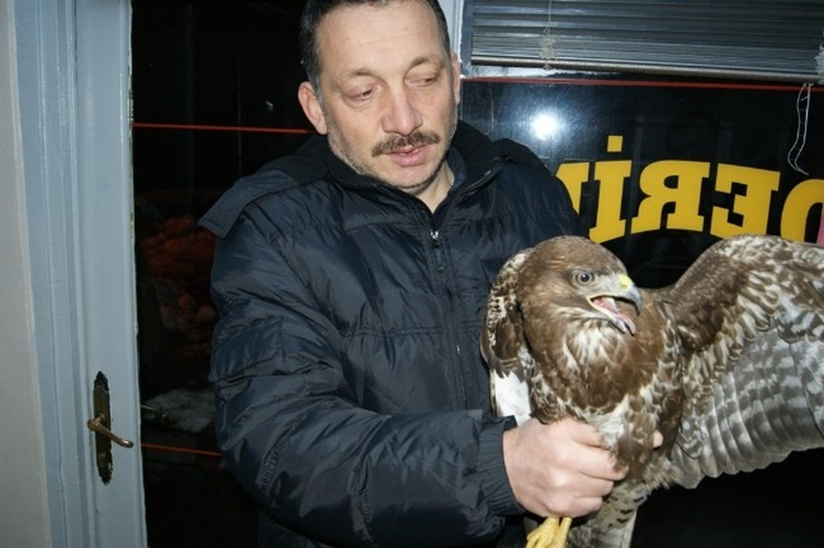 Giresun\'da Yaralı Atmacaya Şefkat Eli