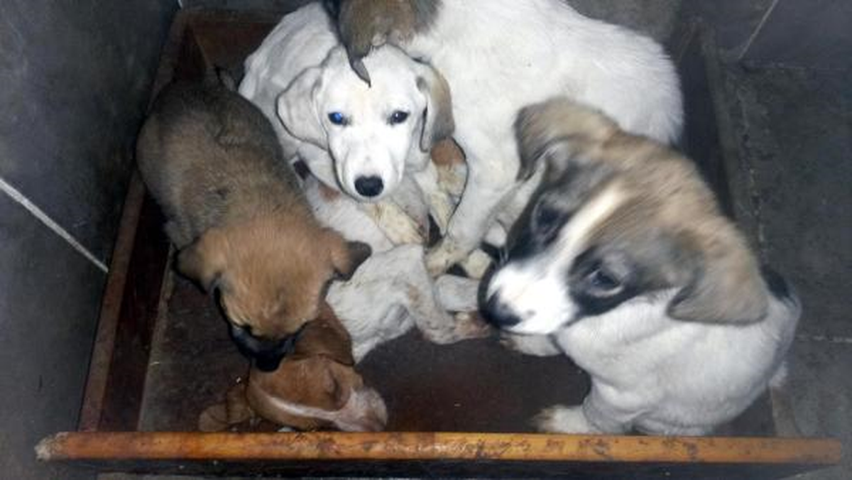 Hayvan Barınağında 3 Köpek Soğuktan Donarak Telef Oldu
