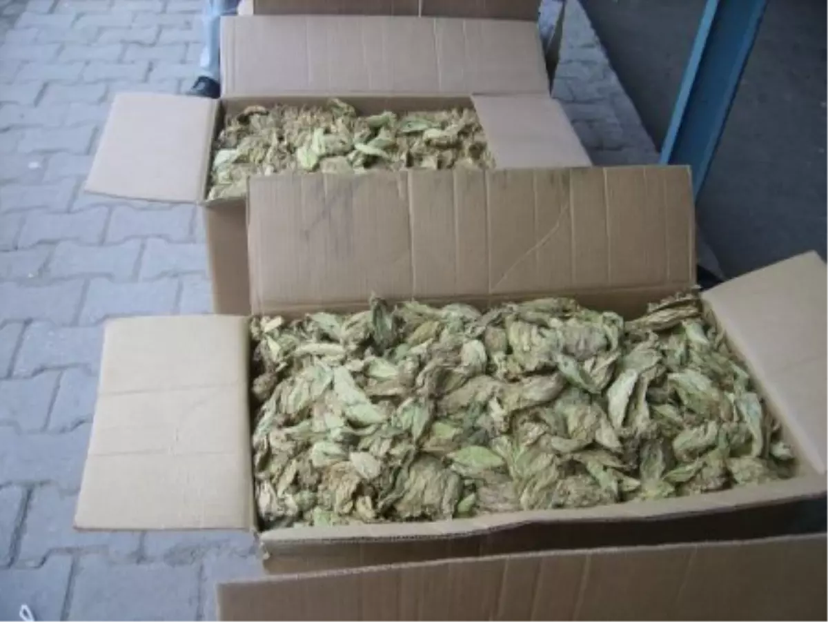 Manisa\'da Tütün Alımına Başlandı