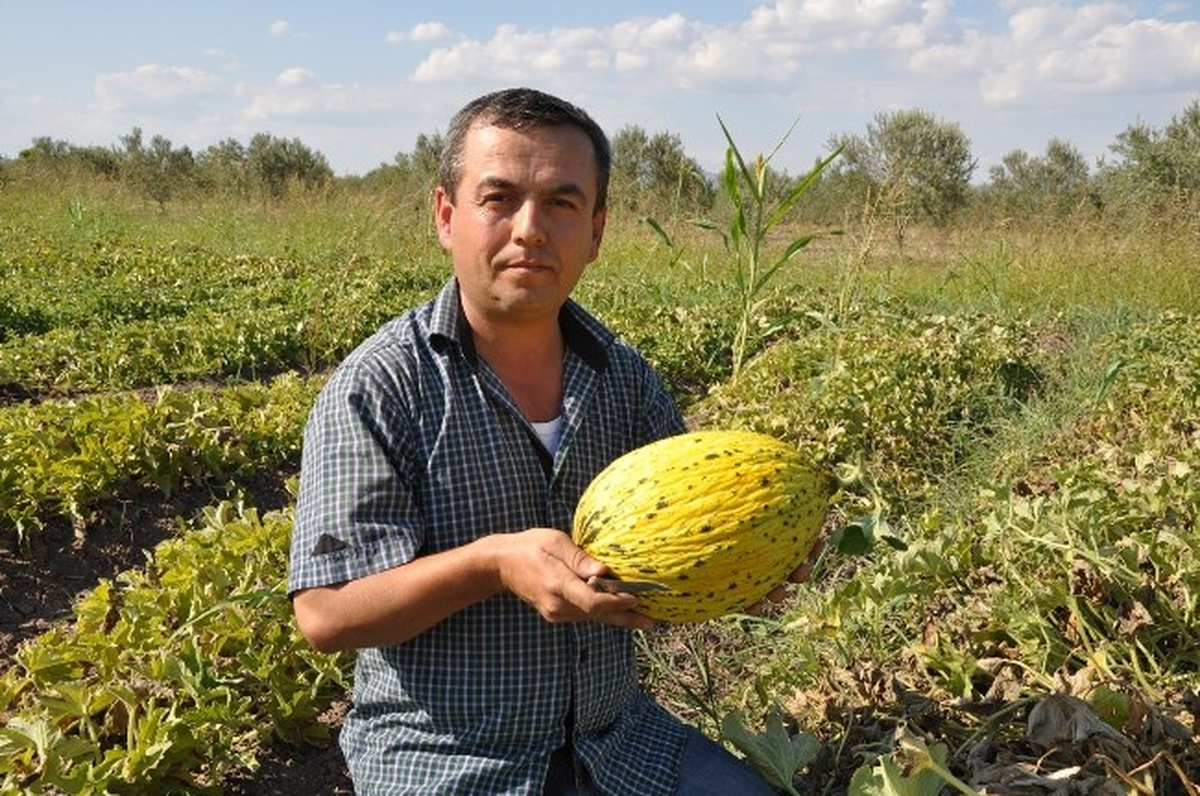 Meşhur Kırkağaç Kavunu Yok Satıyor