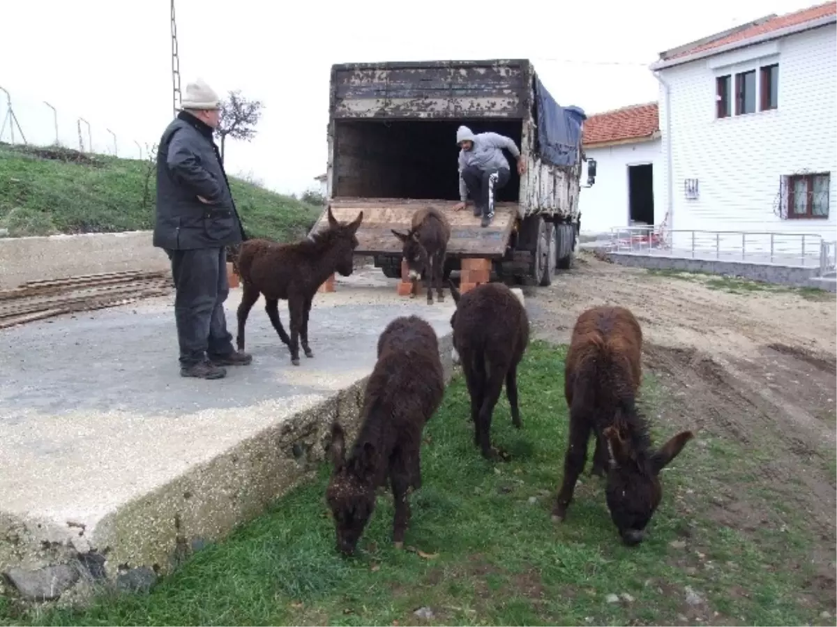 Onların İsimleri Artık "Temo, Maho, Şakir, Şanslı Harika ve Gülden"