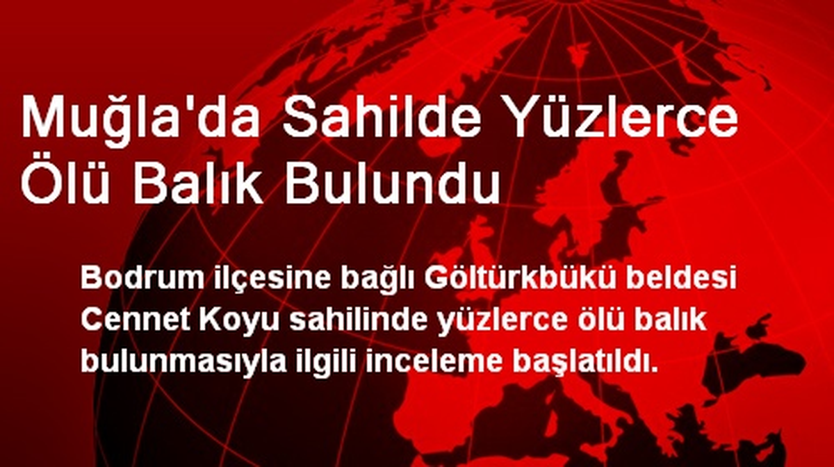 Muğla\'da Sahilde Yüzlerce Ölü Balık Bulundu