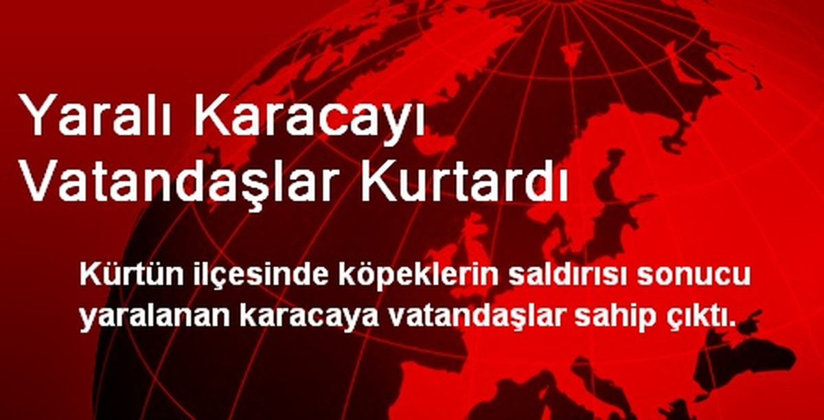 Yaralı Karacayı Vatandaşlar Kurtardı