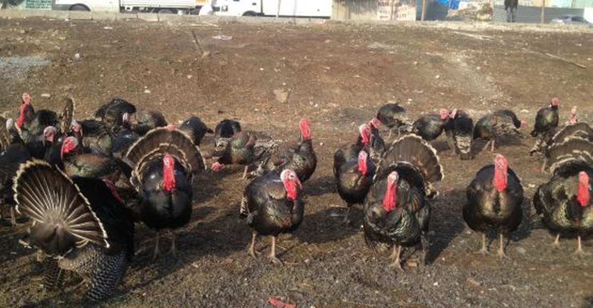 Seydişehir\'de Hindiler Pazara Çıktı