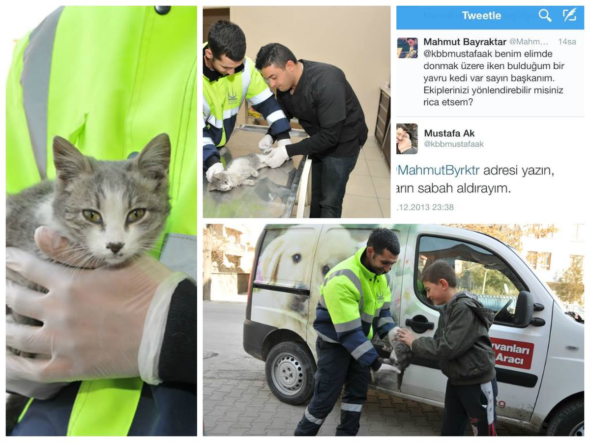 Twıtter Üzerinden Yavru Kediye Yardım Eli