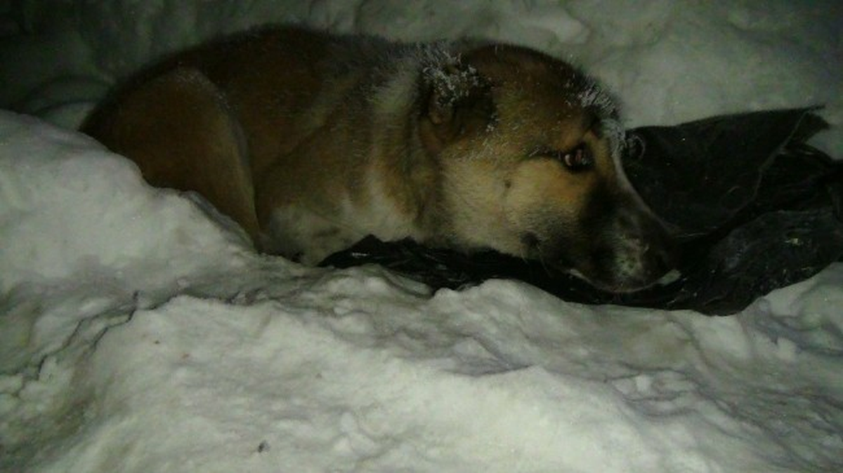 Bitlis\'te Yavru Köpekleri Donmaktan Gazeteciler Kurtardı