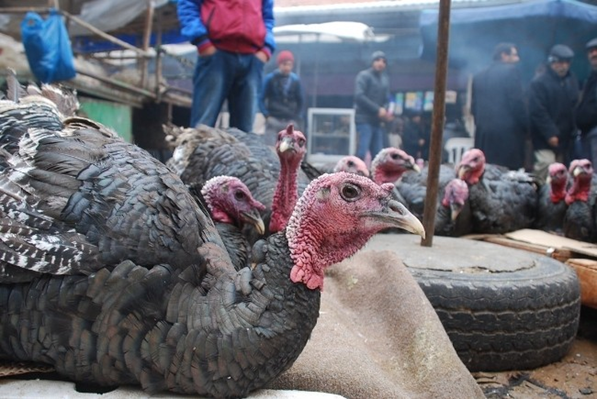 Yılbaşı Hindileri Pazarda Görücüye Çıktı