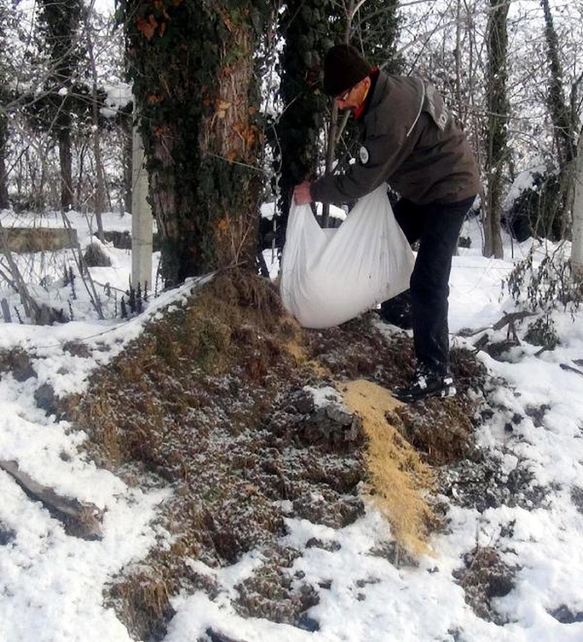 Zonguldak\'ta Kuşlar İçin Doğaya Yem Bırakıldı
