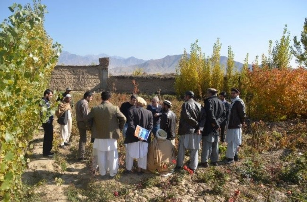Afganistan\'da Üzüm Yetiştiriciliğine Destek