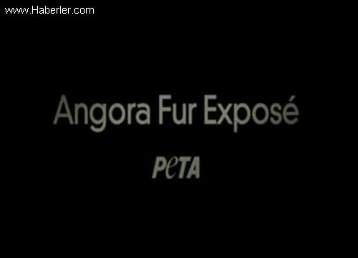 Angora Kazağın İnsanı Dehşete Düşüren Üretim Öyküsü