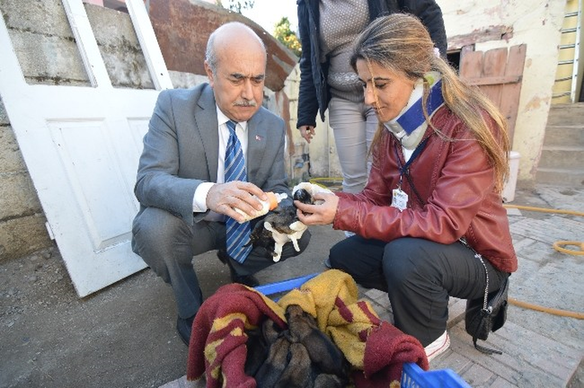 Anneleri Ölen 8 Köpek Yavrusuna Sütanne Aranıyor