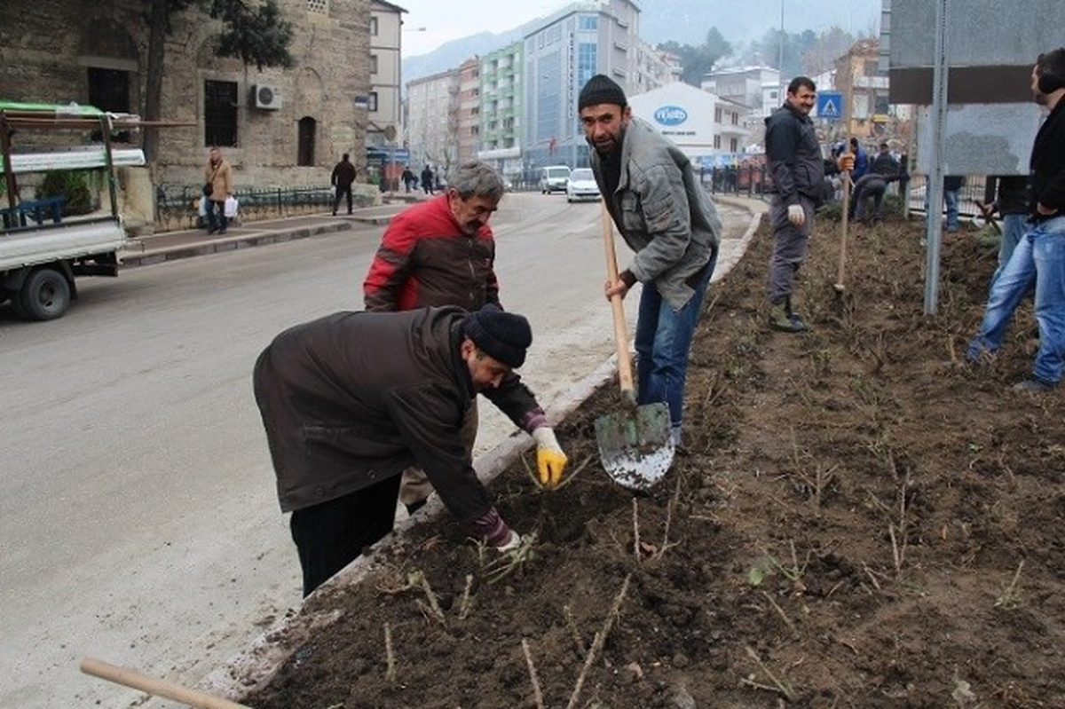 Amasya Belediyesi 2 Bin Mevsim Çiçeği Dikiyor