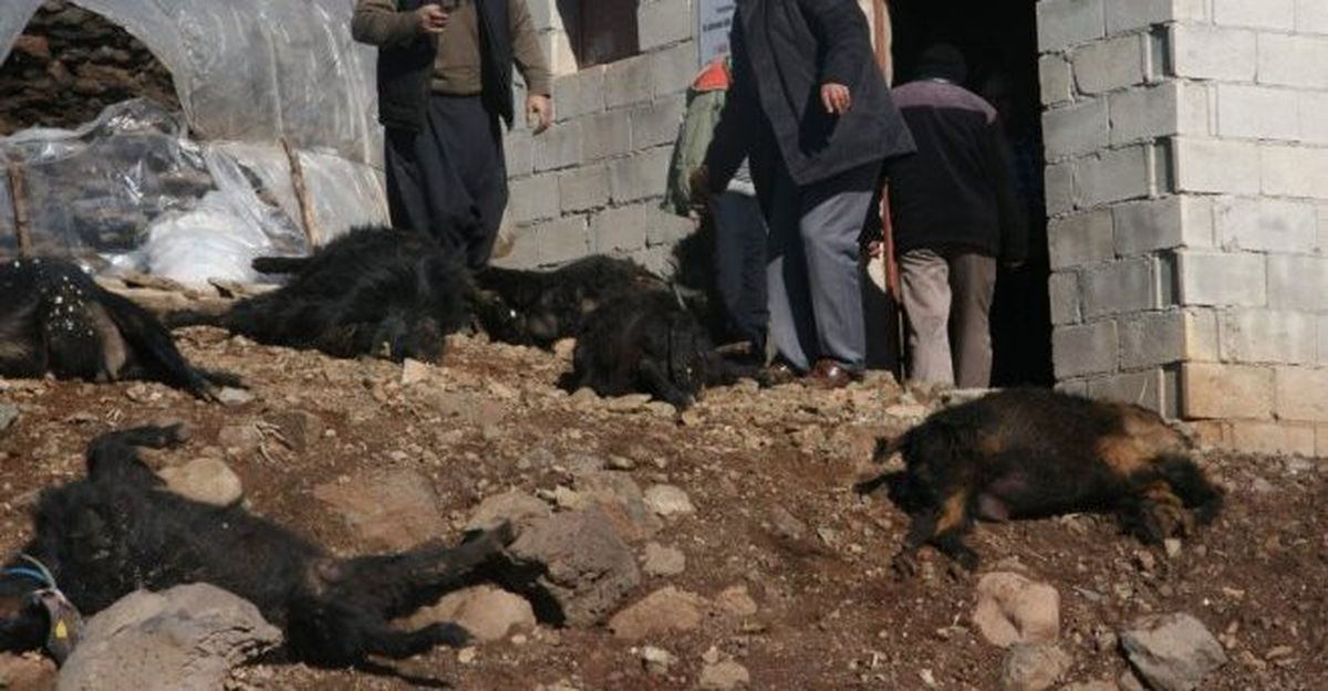 Bilecik\'te Köpekler Küçükbaş Hayvanları Telef Etti