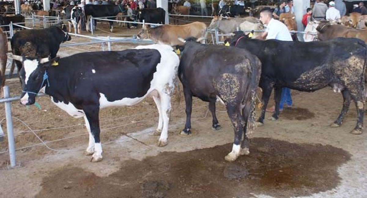 Canlı Hayvan Ticareti Yapanlar Çalışma İzni Alacak