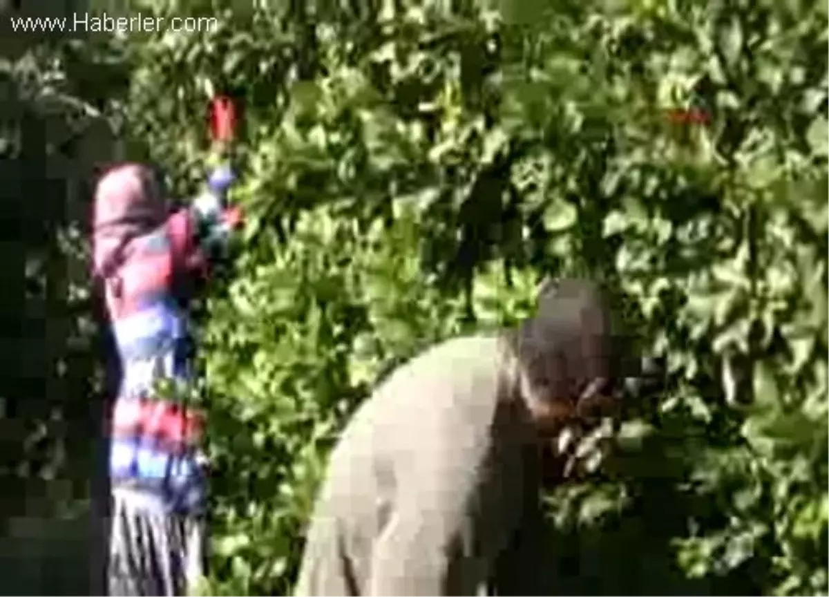 Erdemli'de Limon Dalında Kaldı