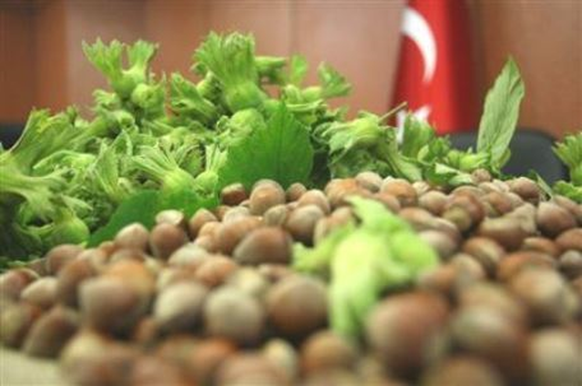 Fındık Üreticilerine \'Alan Bazlı Gelir Desteği\' Uyarısı