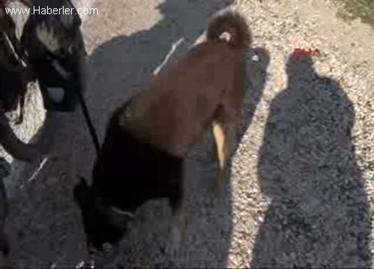 Köpeğiyle Bisikletle Dünya Turuna Çıktı