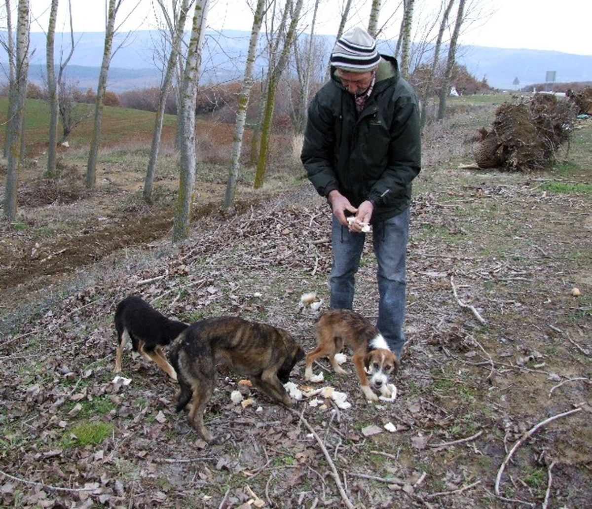 Şarköy\'de Donmak Üzere Olan 10 Köpek Bulundu