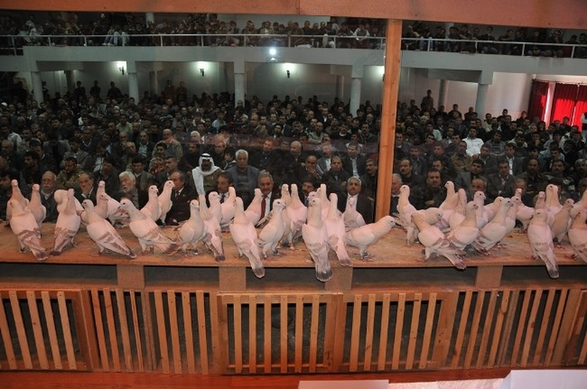 Osmaniye\'de Güvercin Festivali