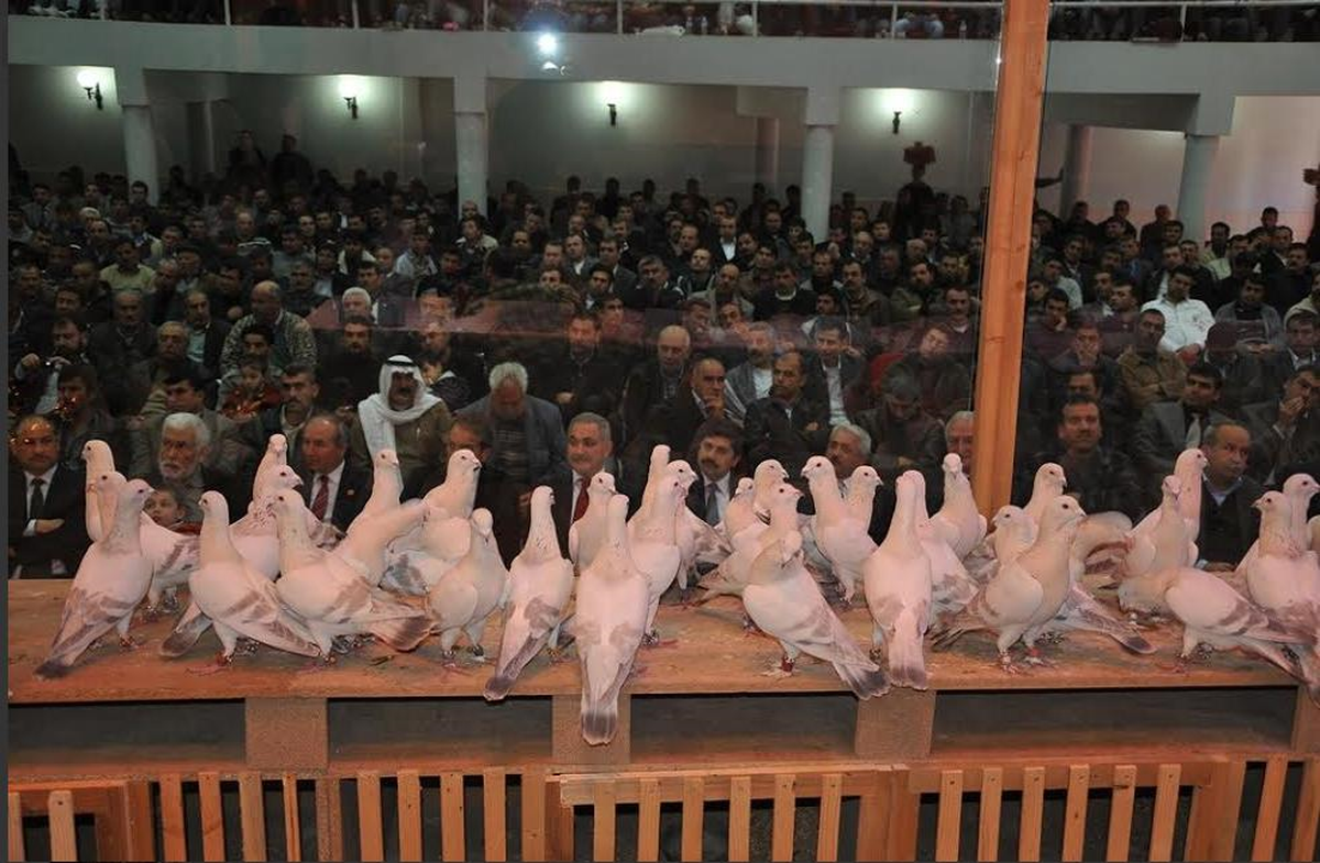 Osmaniye Geleneksel Güvercin Festivali\'ne Geri Sayım