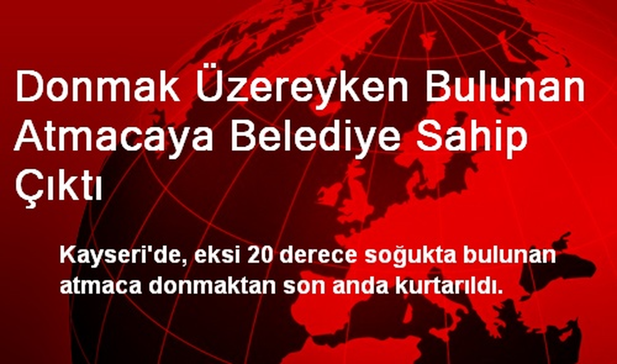 Donmak Üzereyken Bulunan Atmacaya Belediye Sahip Çıktı
