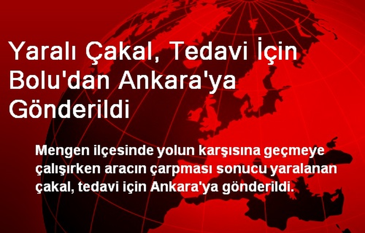 Yaralı Çakal, Tedavi İçin Bolu\'dan Ankara\'ya Gönderildi