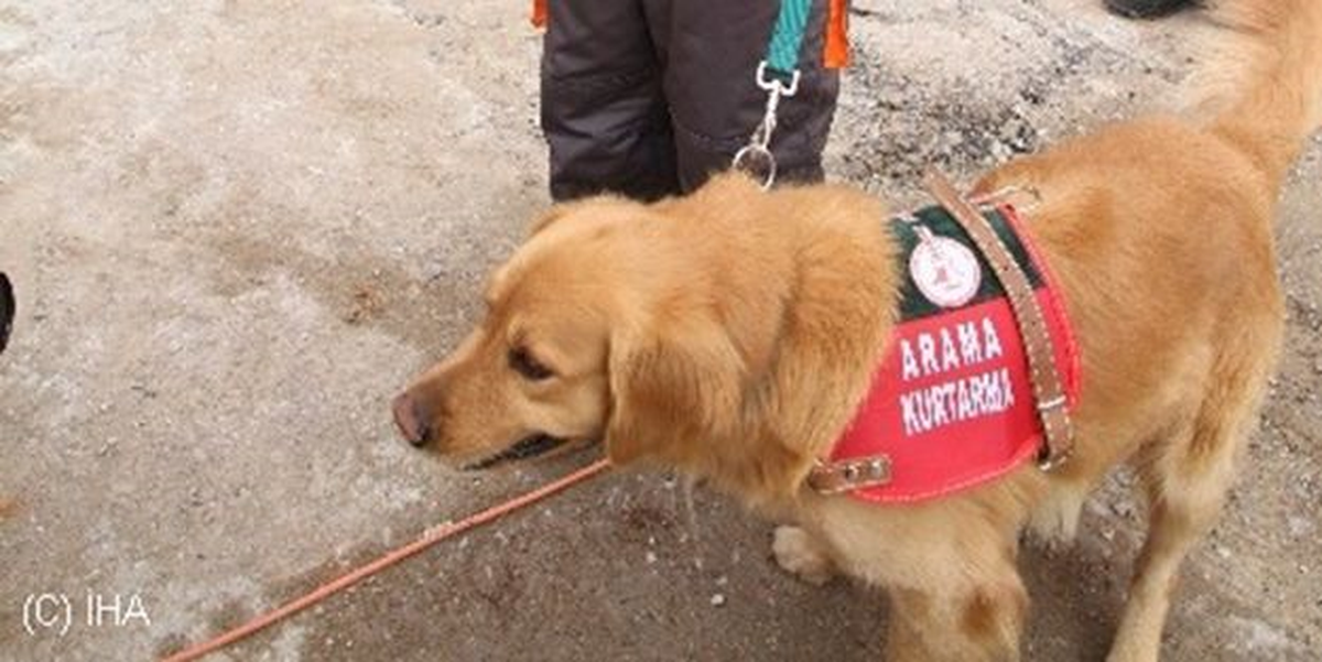 Sahipsiz Köpeklere Arama Kurtarma Eğitimi Veriliyor