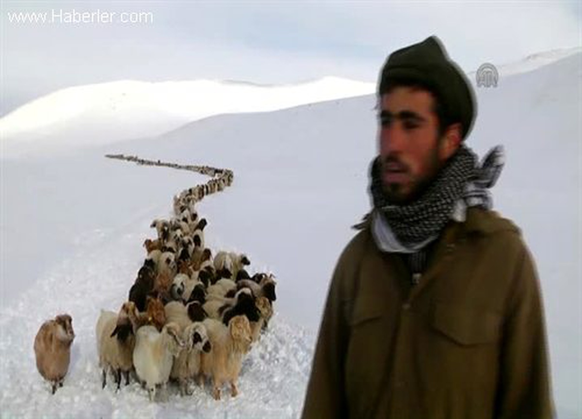 Sürülerin Kar Altındaki Yaylalardan Zorlu Dönüşü