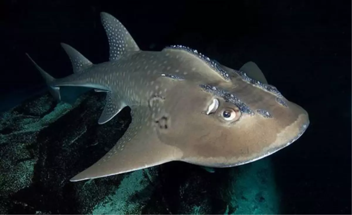 Vatoz Köpekbalığı İstanbul\'da