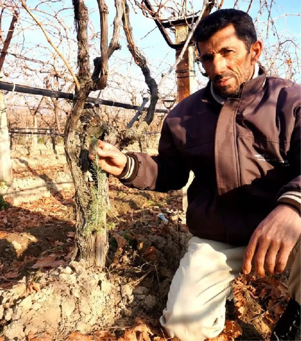 Manisa\'da Asma Kütüğünde Çam Fidanı