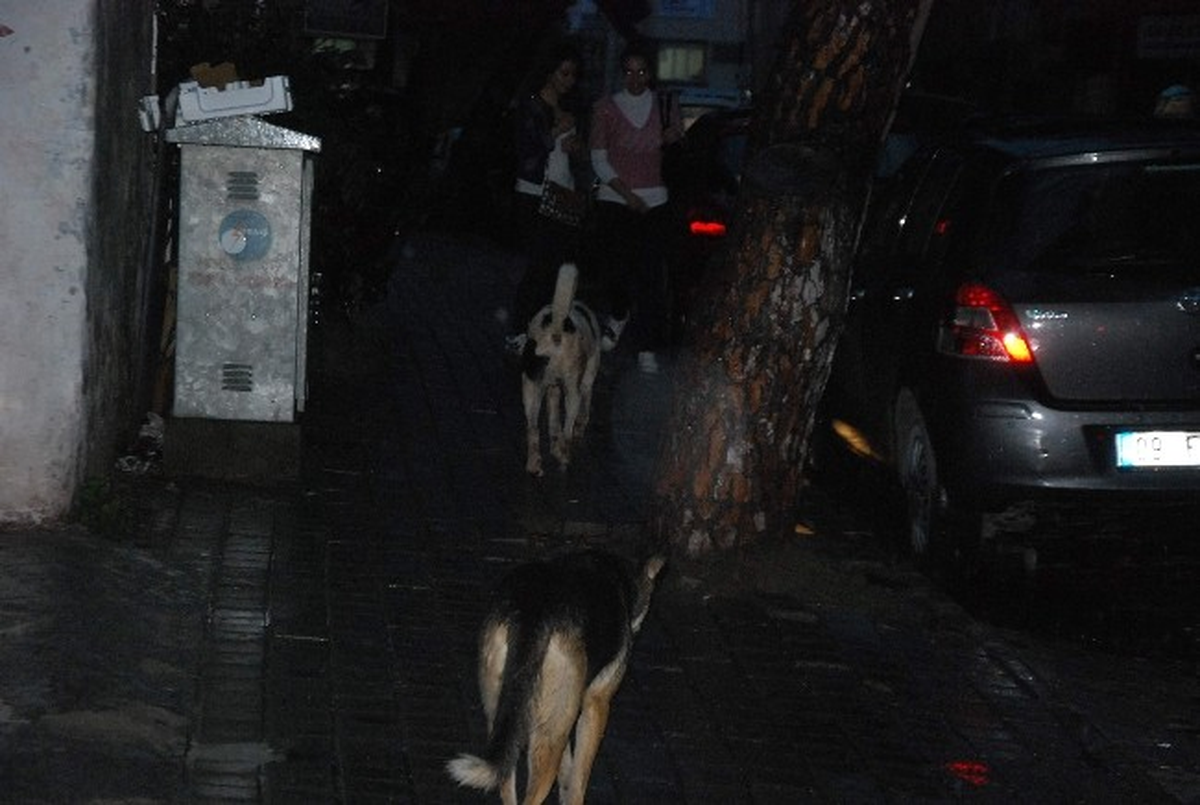Aydın\'da Başıboş Dolaşan Köpekler Korku Salıyor