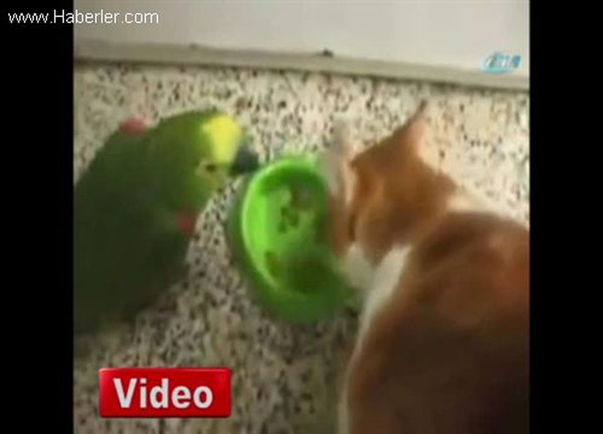 Papağan İle Kedinin Yemek Kavgası