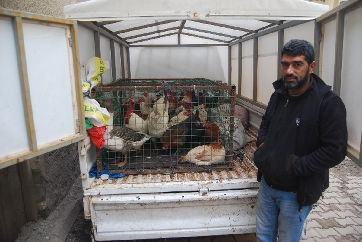 Canlı Tavuk Satıcıları Kan Ağlıyor