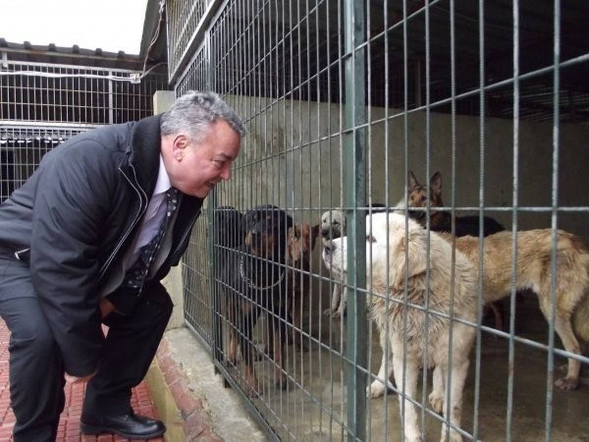 Donmaktan Kurtarılan Köpekler Barınağa Kondu