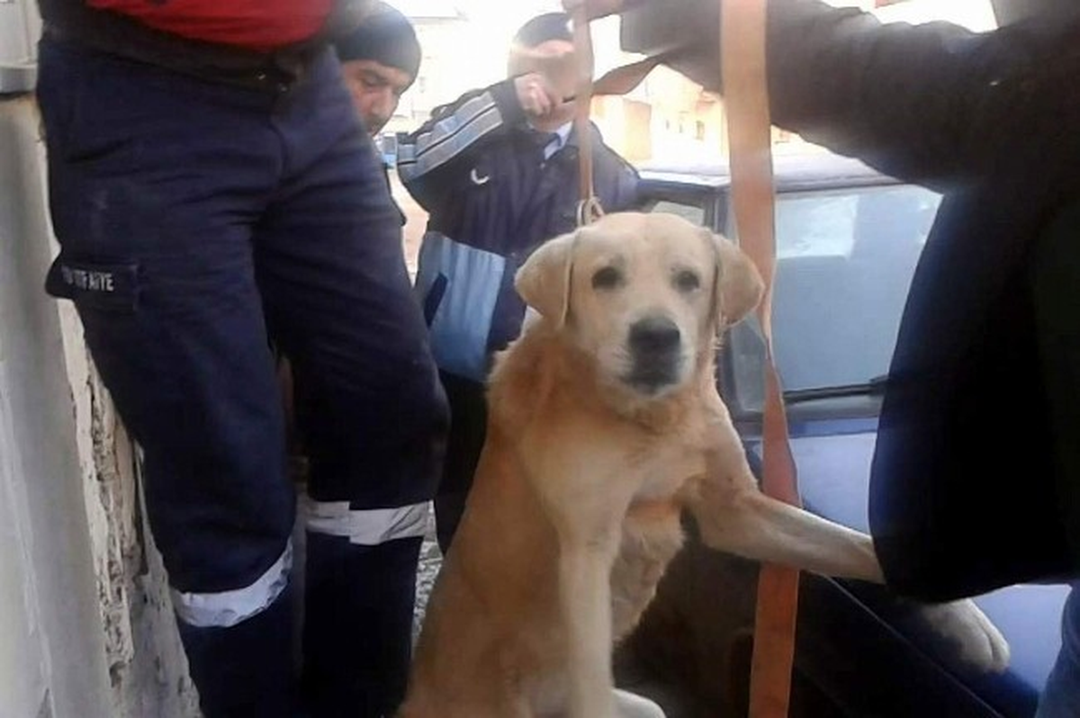 Havalandırma Boşluğuna Düşen Köpeği İtfaiye Kurtardı