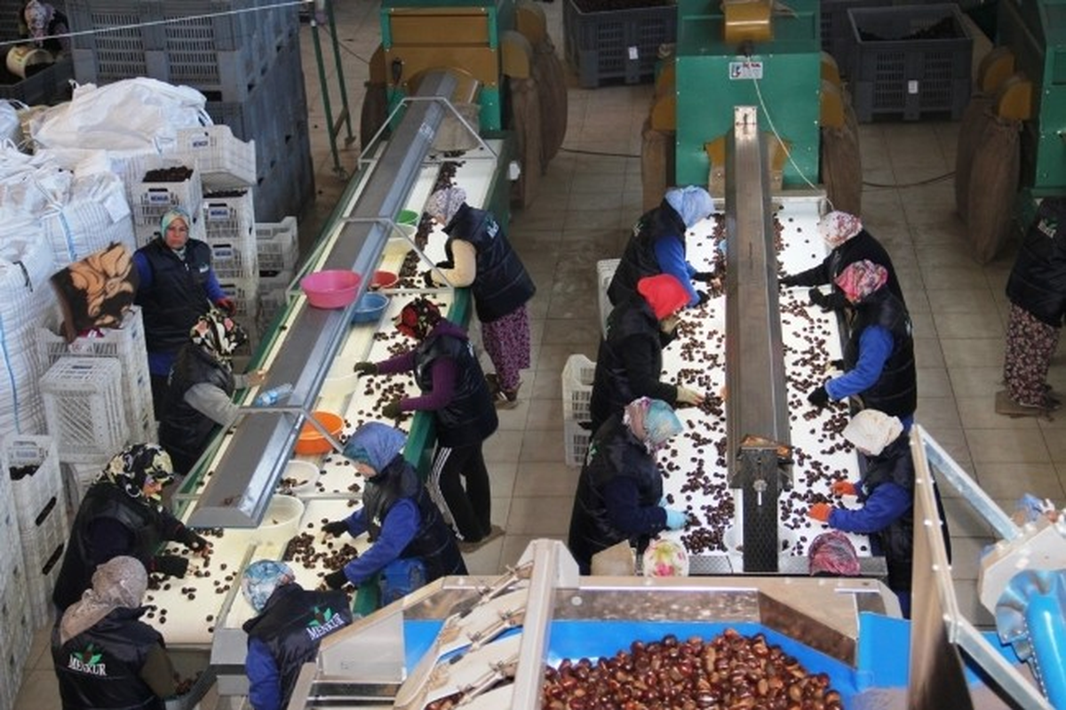 Kestane Sınırları Aştı