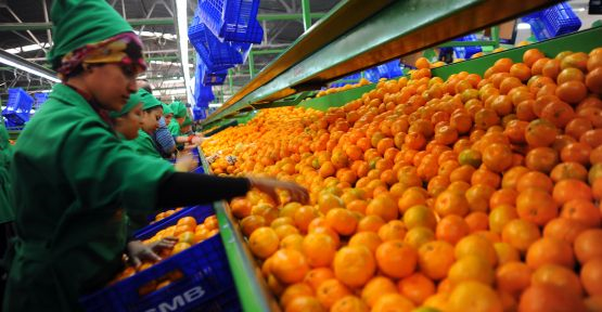 Mandalina Üreticisi Kooperatif Kurmalı