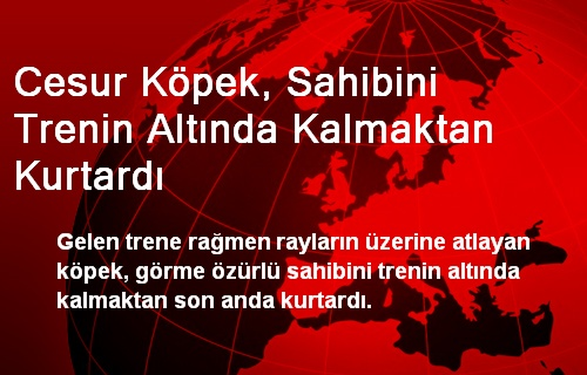 Cesur Köpek, Sahibini Trenin Altında Kalmaktan Kurtardı