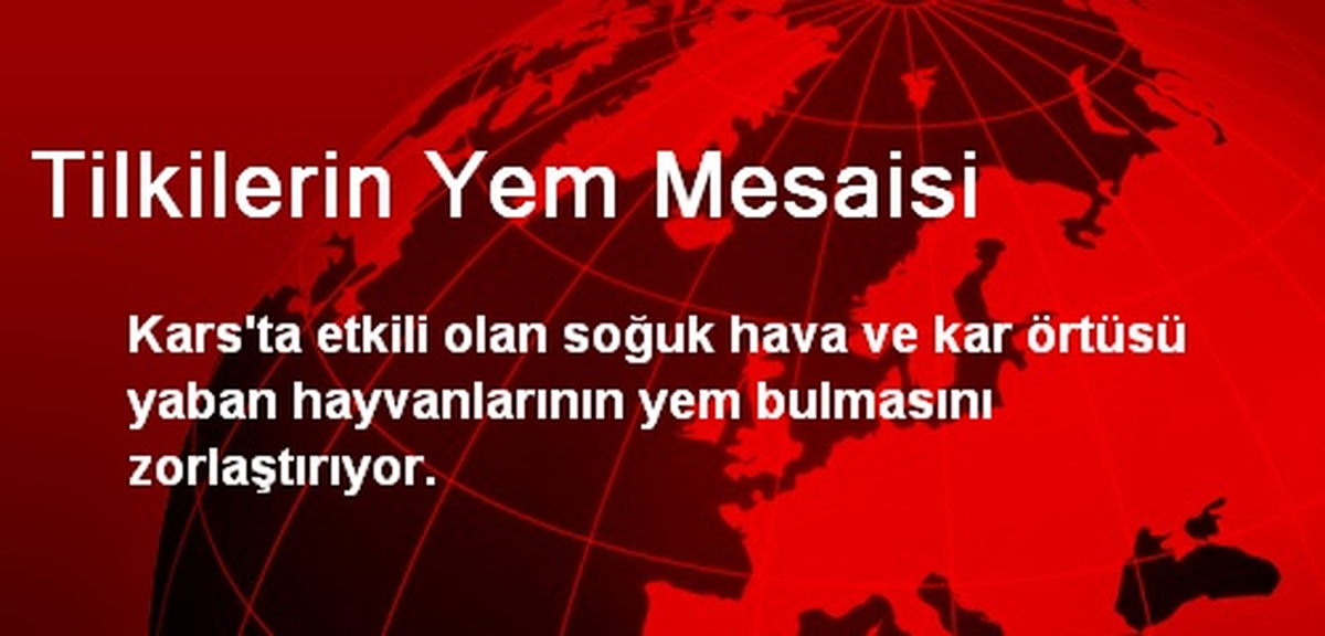 Tilkilerin Yem Mesaisi