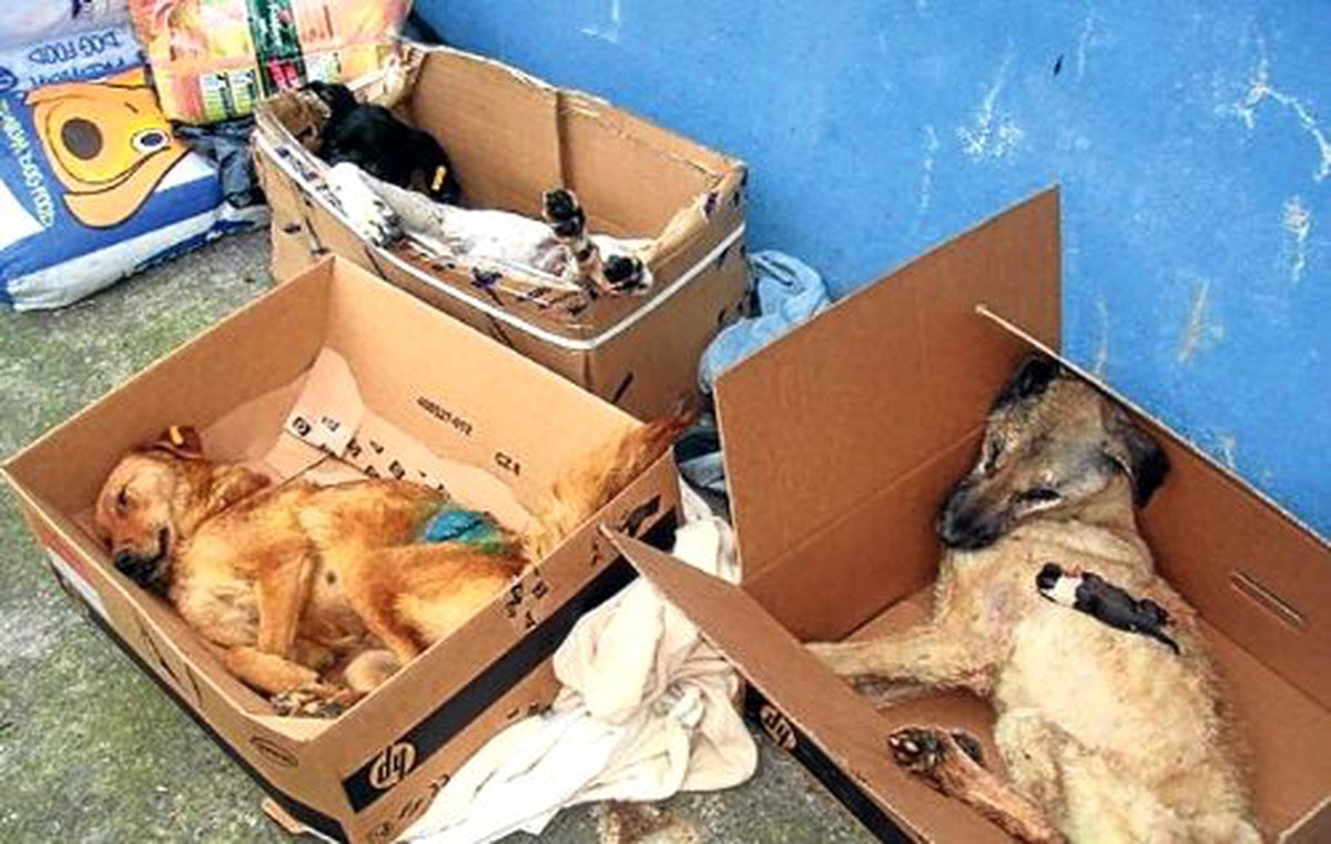 (Özel Haber) Donma Tehlikesi Geçiren Hayvanlar İçin Kartondan Barınak Yapıldı