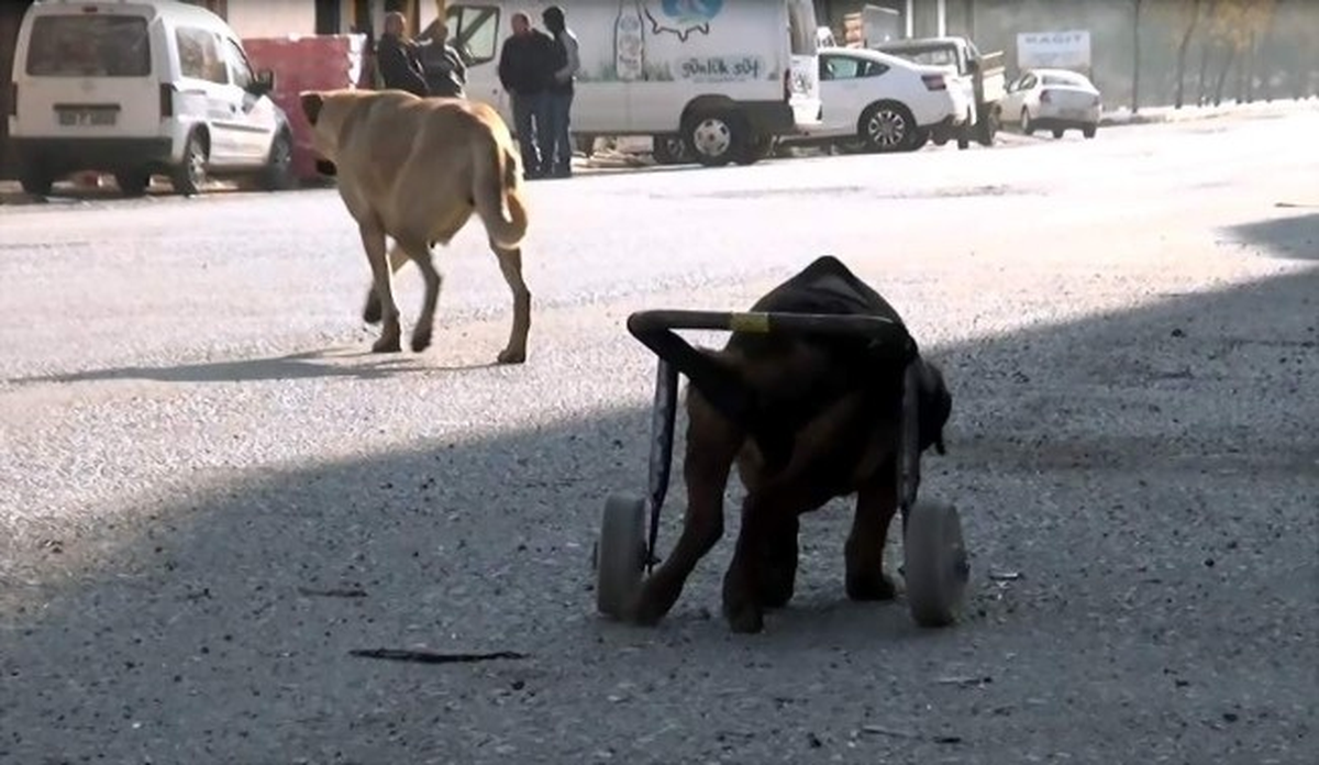 Sahibinin Yaptığı Aparat Sayesinde Tekrar Yürümeye Başladı