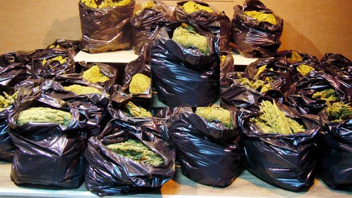Batmanda 3,5 Ton Esrar Ele Geçirildi 83 Kişi Yakalandı