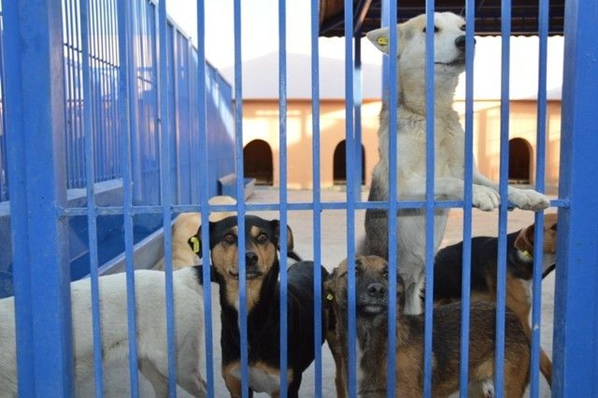 Kocasinan Belediyesinden Sokak Hayvanlarına Sıcak Yuva