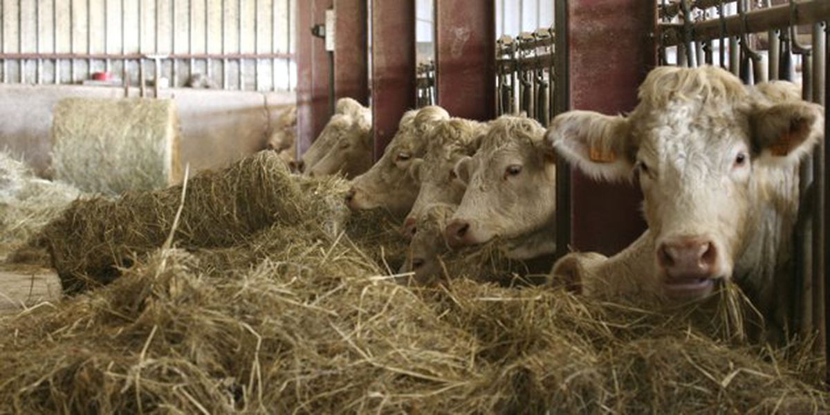 Bozuk Yem Hayvanlarda Verimi Düşürüyor