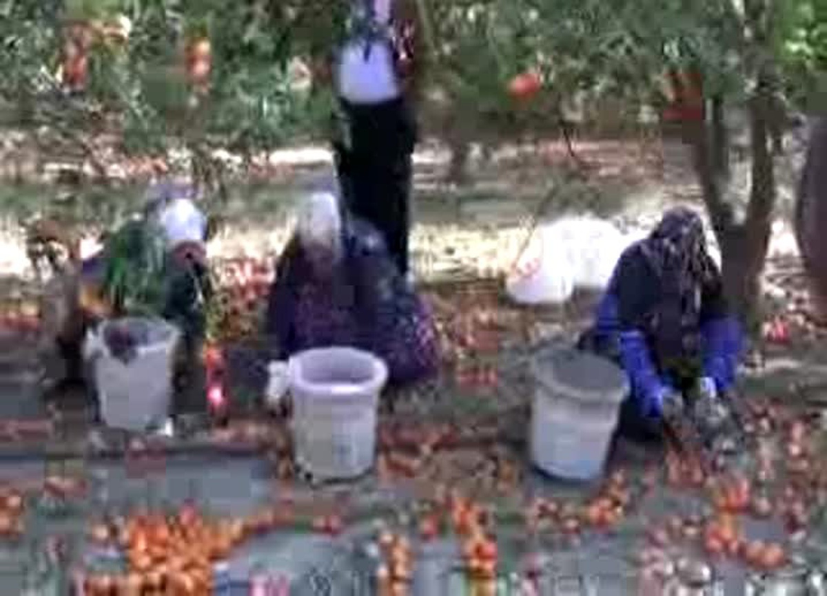 Dha Yurt: Fırtına, Silifke\'de 90 Ton Mandalinayı Yere Döktü