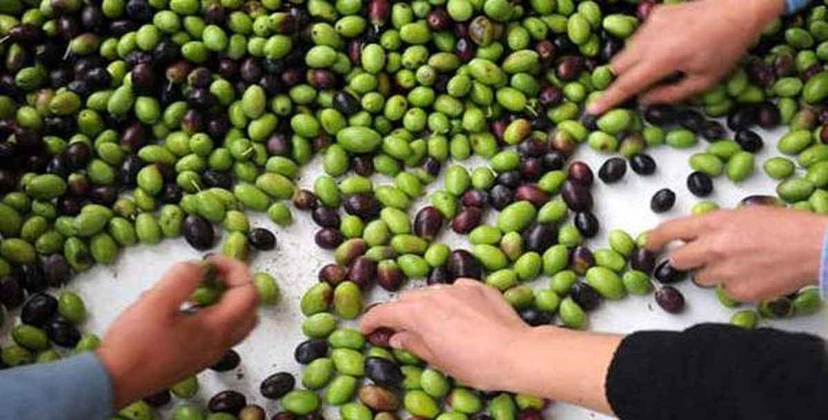 Gaziantep\'te Zeytin Üretimi